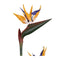 110Cm Potted Artificial Bird Of Paradise Plant
