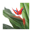 150Cm Artificial Bird Of Paradise Plant Red Flowers