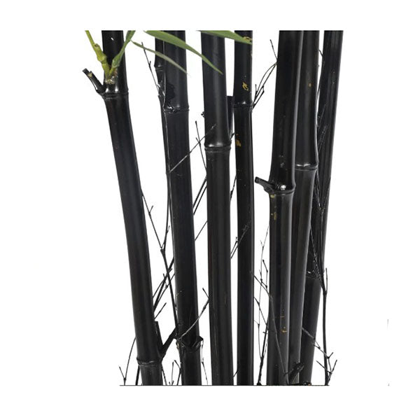 180Cm Premium Potted Artificial Black Bamboo Tree Uv Resistant