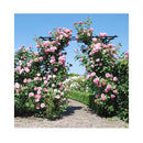 2M Garden Arbor Metal Archway For Climbing Plants