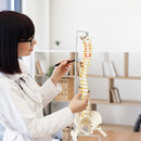 Life Size Flexible Spine Pelvis and Femur Model and Anatomical Skeleton Display