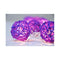 1 Set Of 20 Led Cassis Purple 5Cm Rattan Cane Ball String Lights