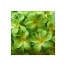 1 Set Of 20 Led Green Frangipani Flower String Lights Garland Wreath