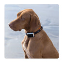 Tracker With Secure Collar Attachment