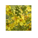 Organic Mullein Leaf Dried Herbal Verbascum Thapsis