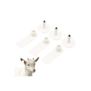 100X Cattle Ear Tags 5X2Cm Set Mini Blank Pig Goat Livestock Label