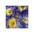 Orku Dried Blue Lotus Flowers Whole Open Lily Nymphaea Caerulea