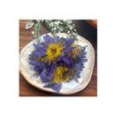 Orku Dried Blue Lotus Flowers Whole Open Lily Nymphaea Caerulea