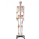 Human Skeleton Model Anatomical Skeleton Life Size with Muscle Points