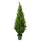 Resistant Cypress Pine Tree
