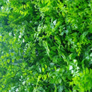 Mediterranean Fern Vertical Garden UV Stabilised 1m X 1m