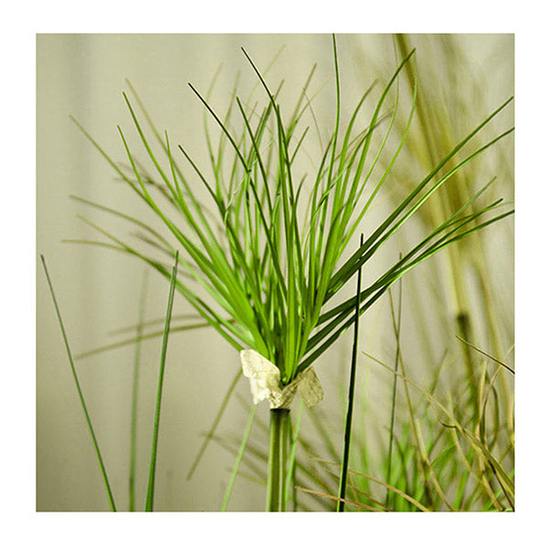 150Cm Green Artificial Indoor Potted Papyrus Plant Tree