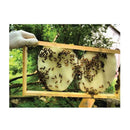 1Kg Organic Pure Australian Beeswax Natural Blocks Unrefined Candle