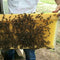 7 Pcs Unassembled Sheets Beehive Wooden Frames Beekeeping Supplies_5