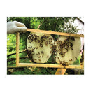 20Kg Organic Pure Australian Beeswax Natural Blocks Unrefined Skin