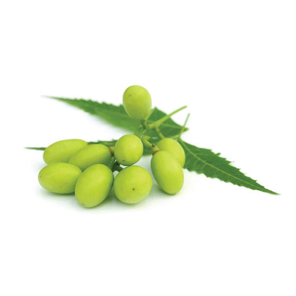 25ml Organic Neem Seed Oil Pure Pharmaceutical