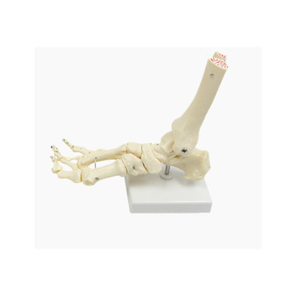 Anatomical Human Foot Joint Skeleton Model