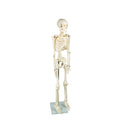 Anatomical Tall Human Skeleton With Flexible Spine Model