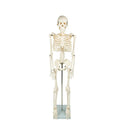 Anatomical Tall Human Skeleton With Flexible Spine Model