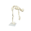 Anatomical Tall Human Skeleton With Flexible Spine Model
