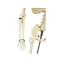 Anatomical Tall Human Skeleton With Flexible Spine Model