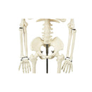 Anatomical Tall Human Skeleton With Flexible Spine Model
