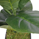 Dense Fiddle Leaf Fig Tree 70 Cm