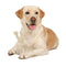 Dog Wish Bone Chew Nylon Puppy Dental Teething Gum Toy Large