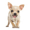 Dog Wish Bone Chew Nylon Puppy Dental Teething Toy Small