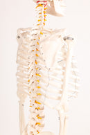 Human Skeleton Anatomical Model
