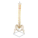 Life Size Flexible Vertebral Spine Pelvis Femur Skeleton Model Anatomy