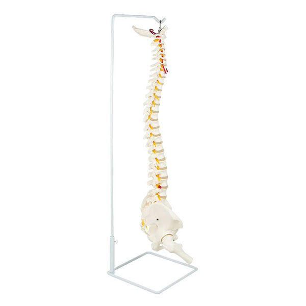 Life Size Flexible Vertebral Spine Pelvis Femur Skeleton Model Anatomy