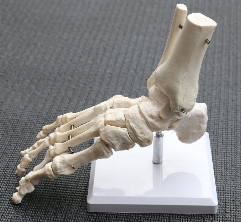 Anatomical Human Foot Joint Skeleton Model