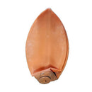 Morgan Speedball Bladder