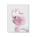 Pink Galah White Frame Canvas Wall Art