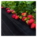 Plant Control Weed Mat Black