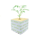Stonewool 8Pk Planting Propagation Growing Assist Block Nutrifield
