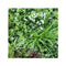 1M Vista Green Vertical Garden Green Wall Uv Resistant