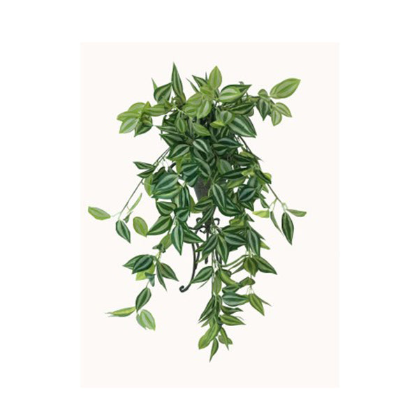 Mixed White And Green Hanging Philodendron Bush 80 Cm