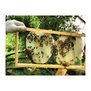 5Kg Organic Pure Australian Beeswax Natural Blocks Unrefined Skin Wax