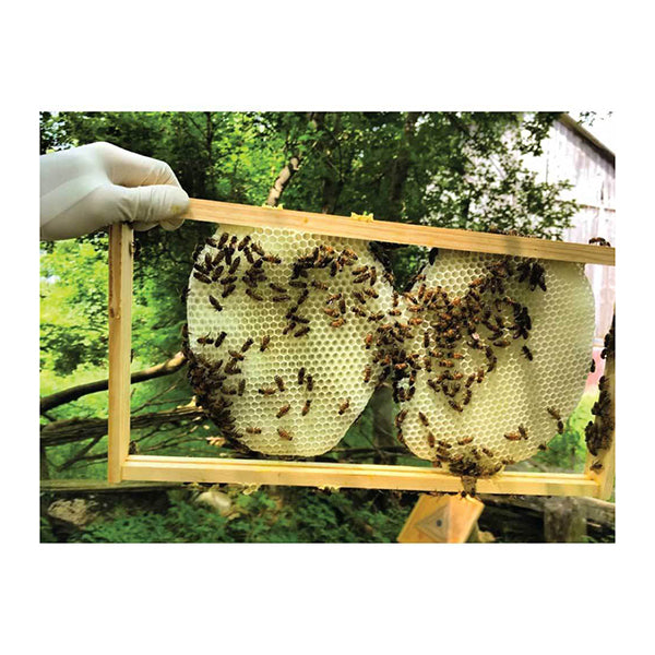 5Kg Organic Pure Australian Beeswax Natural Blocks Unrefined Skin Wax