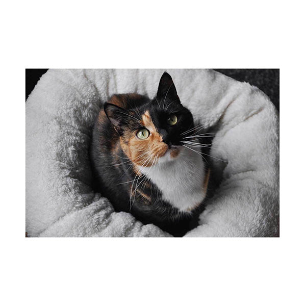 All For Paws Brown Suede Soft Cat Bed