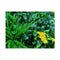 Yellow Rose Vertical Garden Green Wall Uv Resistant 100 Cm X 100 Cm