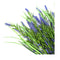 Long Stem Purple Lavender Plant 50 Cm Uv Resistant