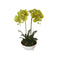 50 Cm Dual Butterfly Orchid Cream