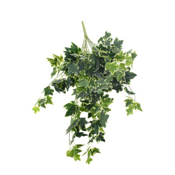 Mixed Green And White Tipped Ivy Bush 100 Cm