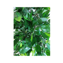 Mixed Green Bushy Ficus 180 Cm