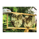 Pure Australian Beeswax Natural Blocks Unrefined